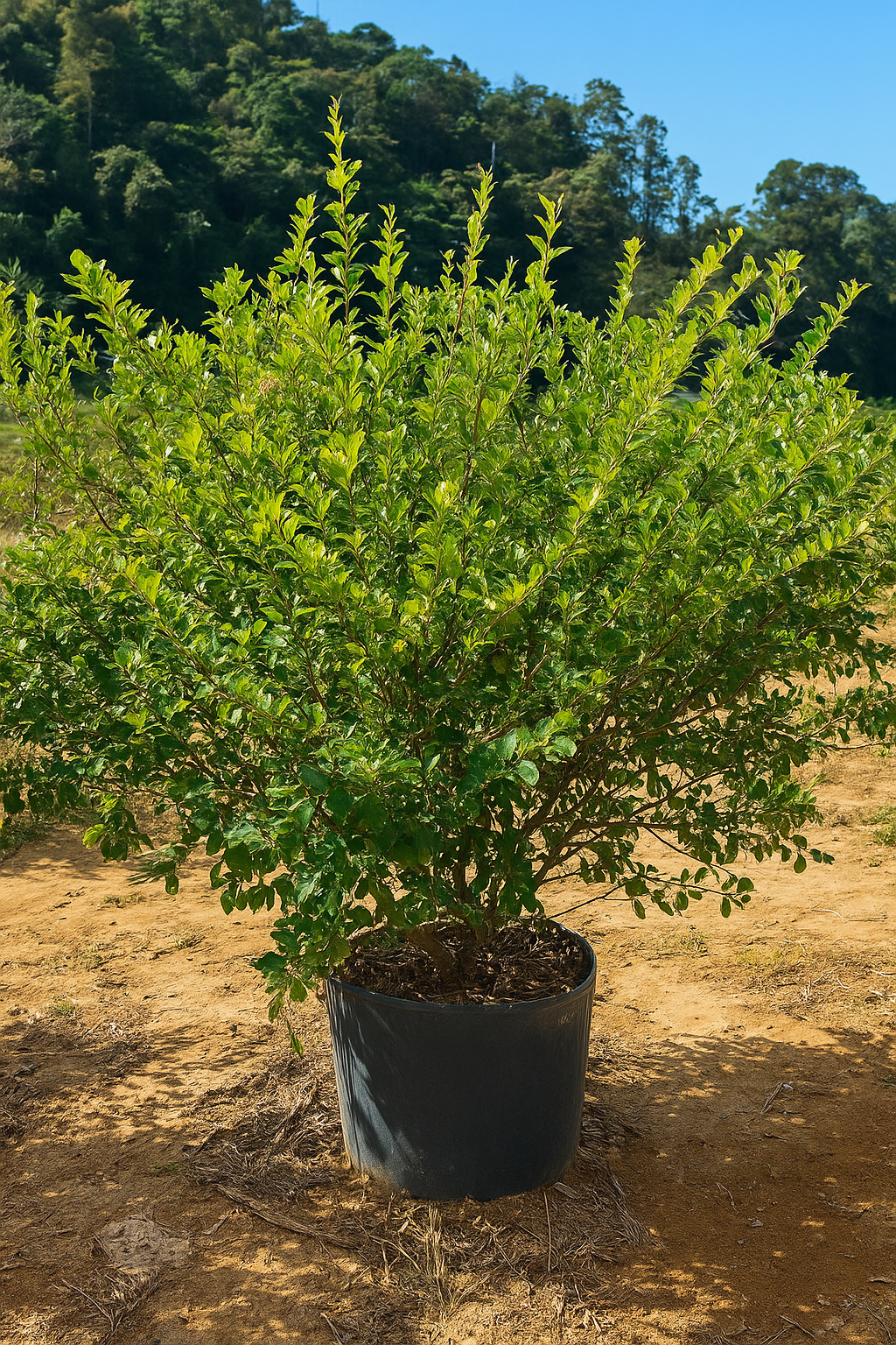 viverdeplantas_acerola02