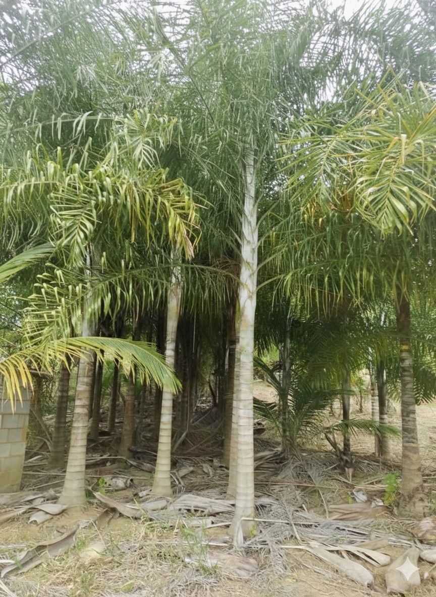 viverdeplantas_arecadelocuba01