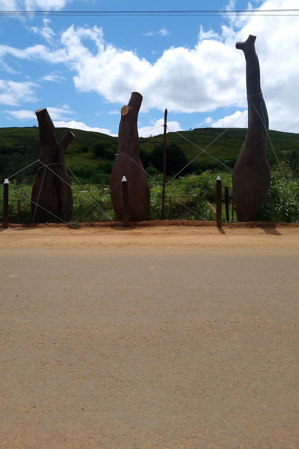 viverdeplantas_baoba