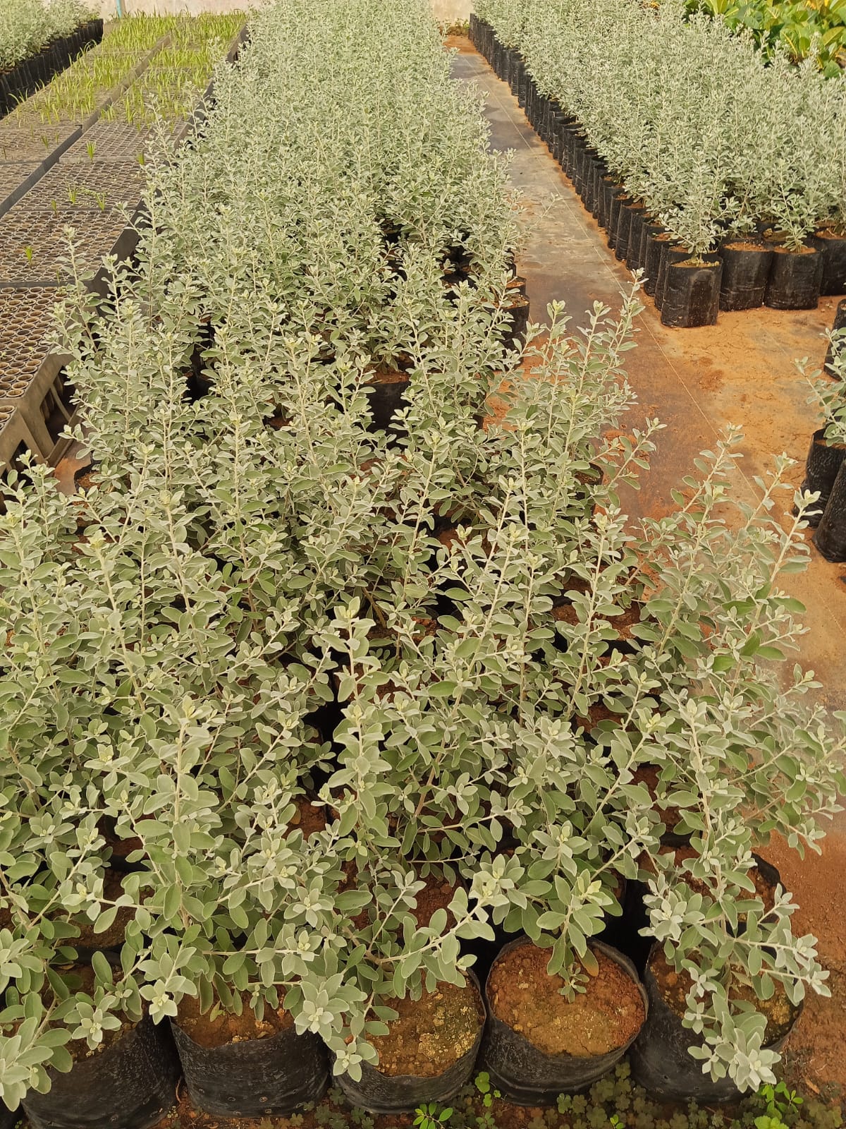 viverdeplantas_chuva_de_prata