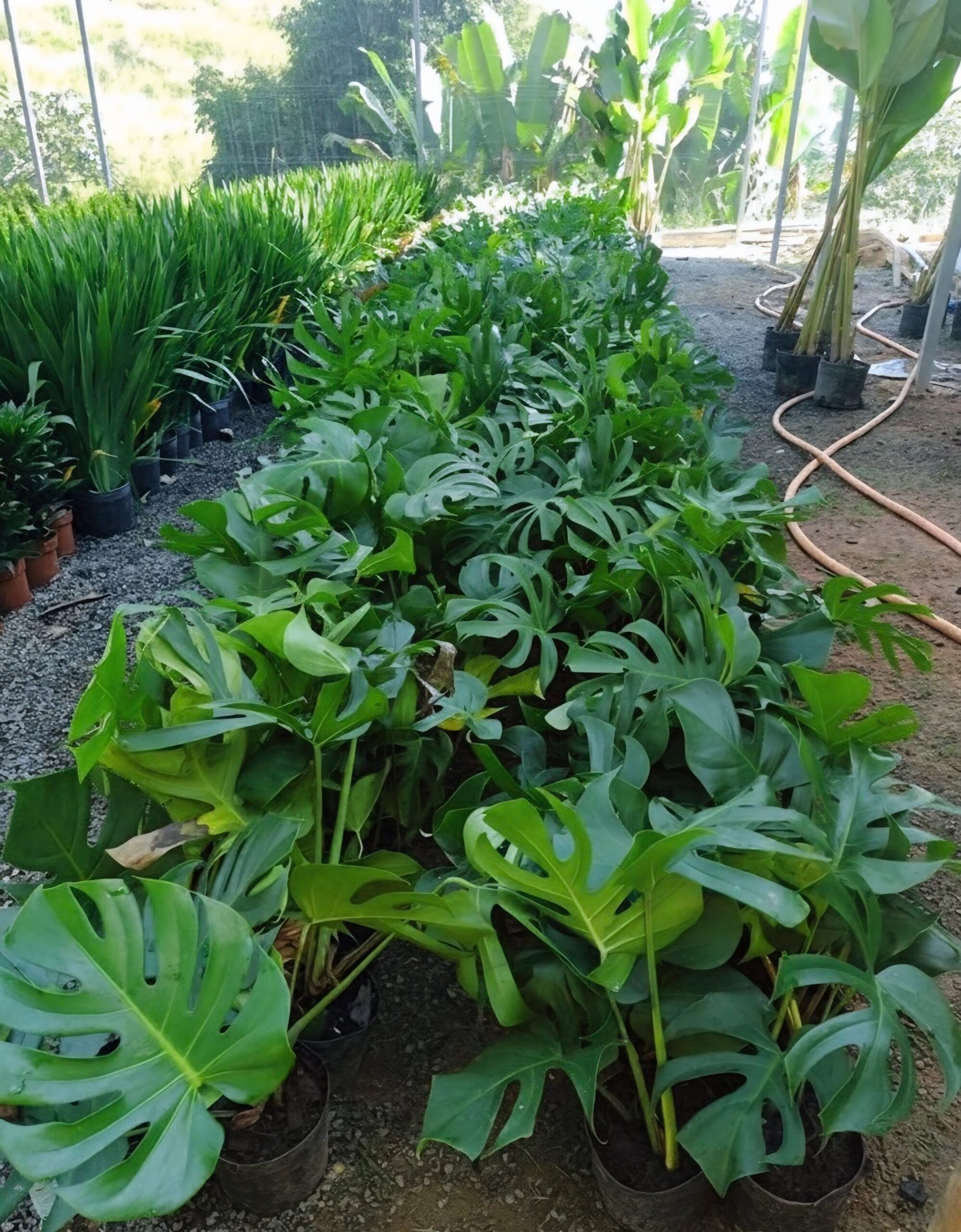 viverdeplantas_costeladeadao