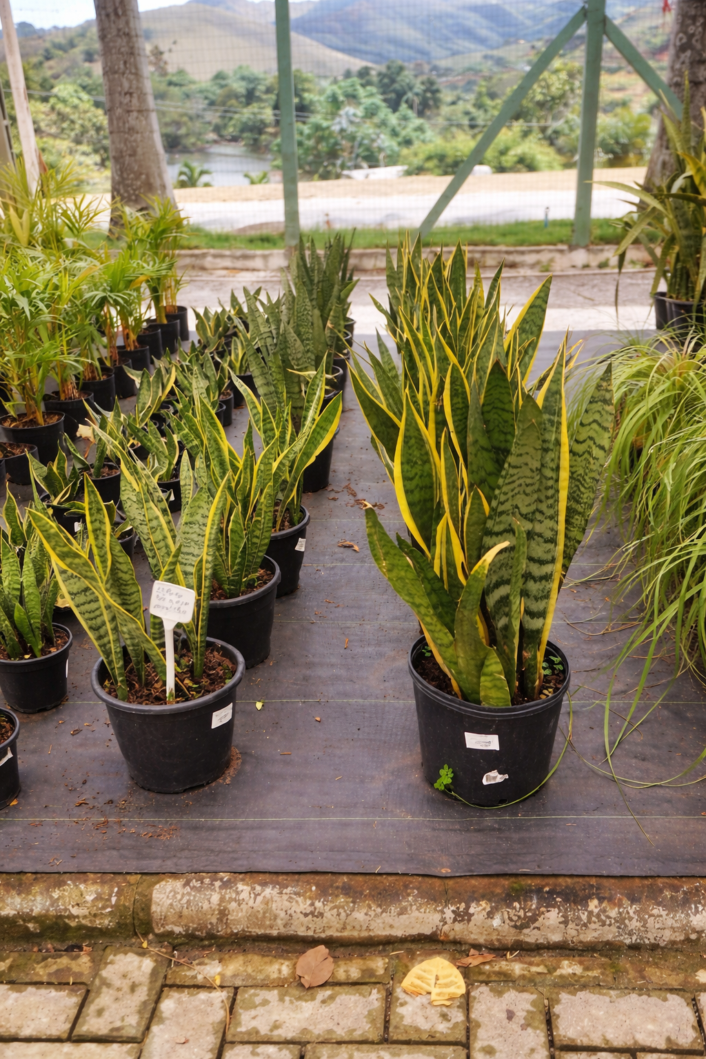 viverdeplantas_dracena_espada_de_saojorge01