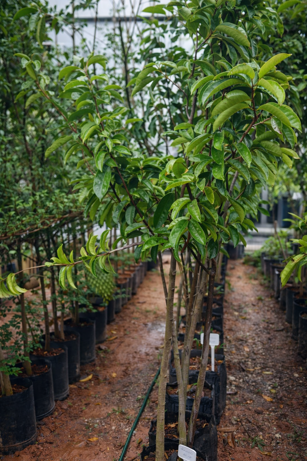 viverdeplantas_graviola