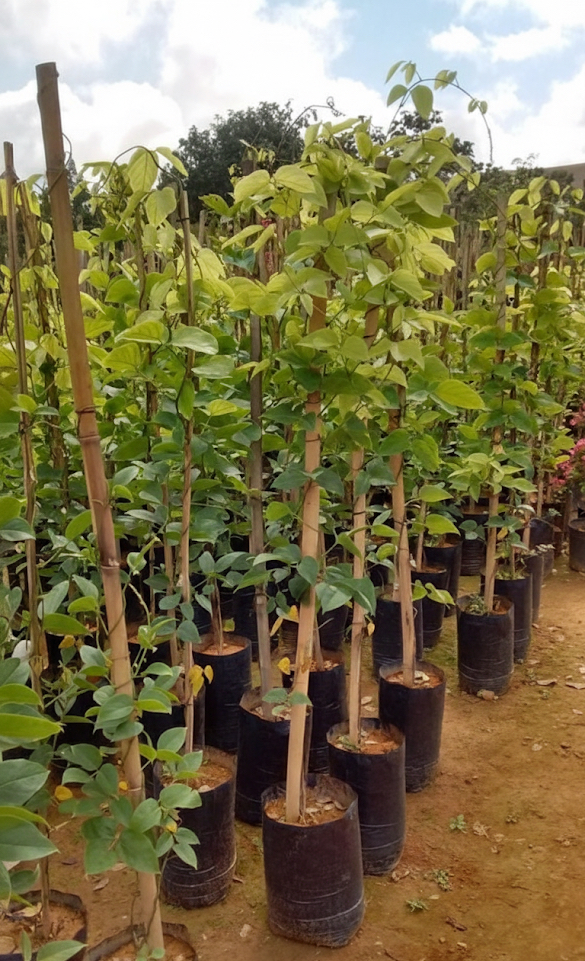 viverdeplantas_jades01