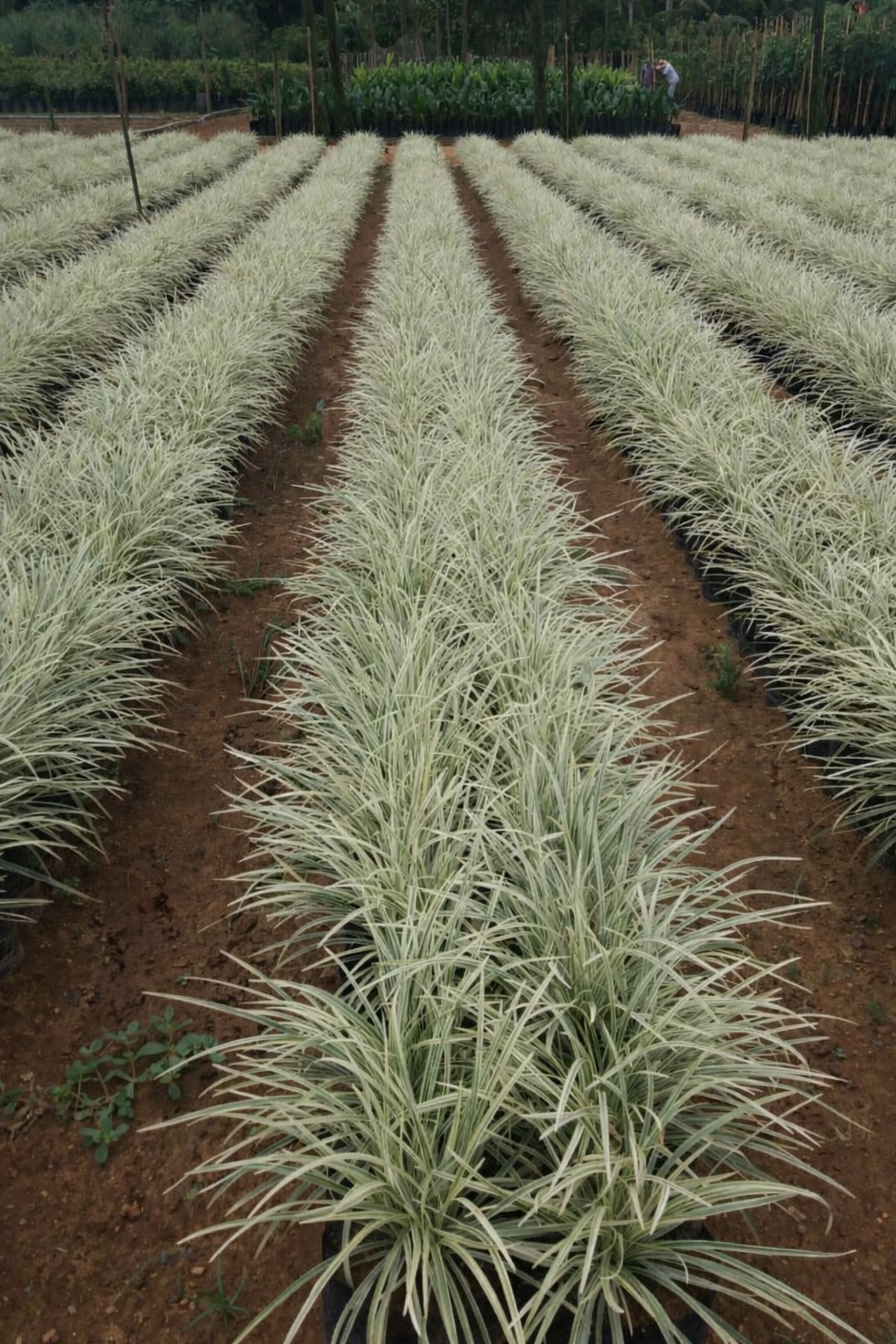 viverdeplantas_liriopes