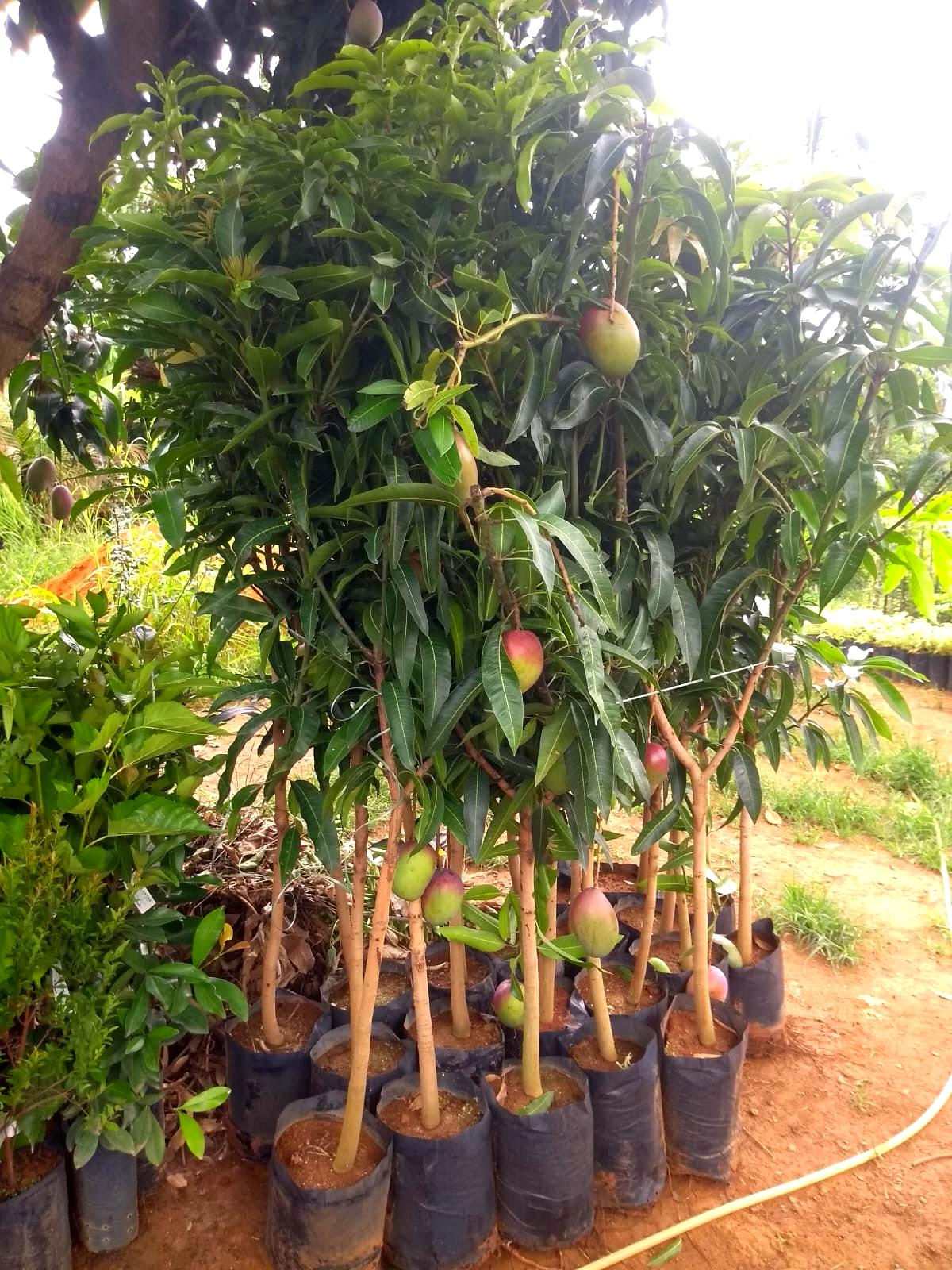 viverdeplantas_mangahaden