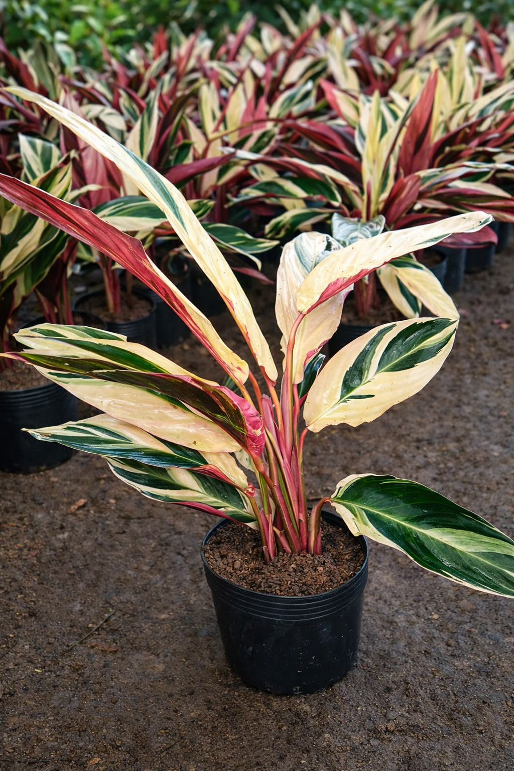 viverdeplantas_maranta_tricolor01