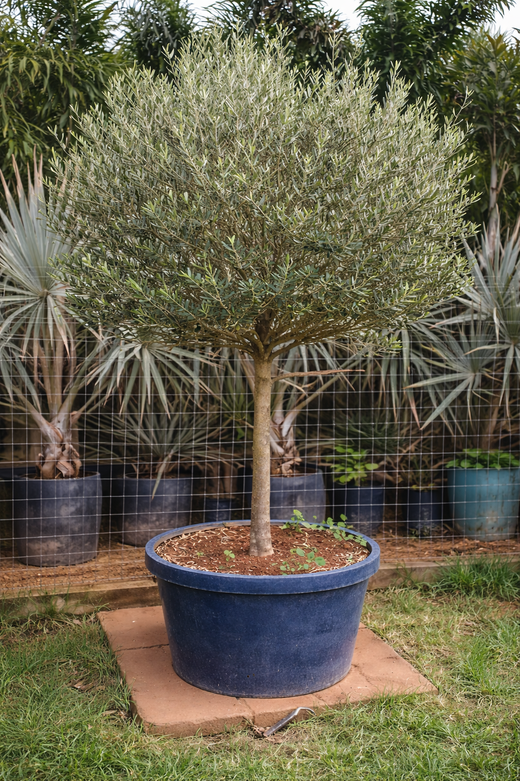 viverdeplantas_oliveira