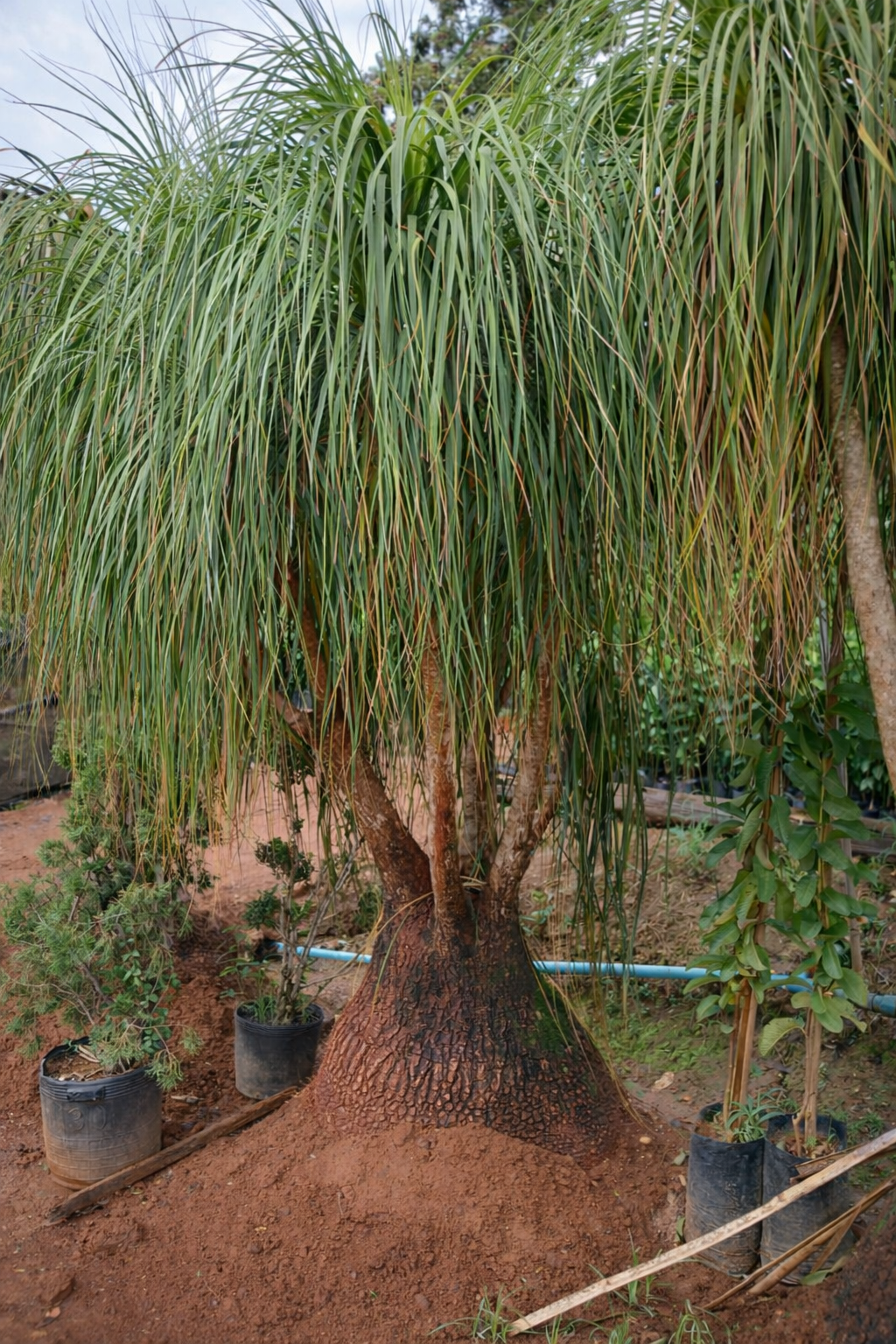 viverdeplantas_patadeelefante02