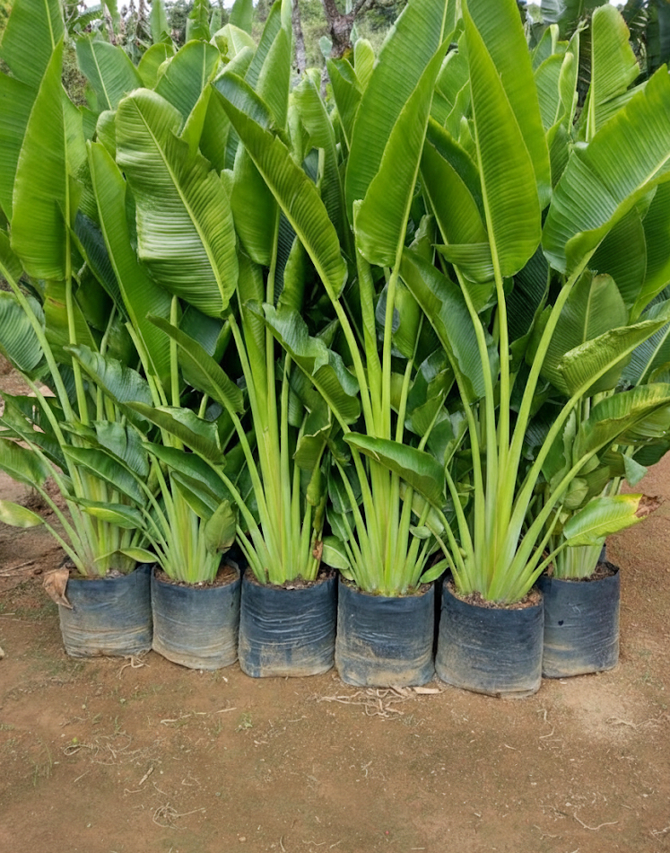 viverdeplantas_ravenala