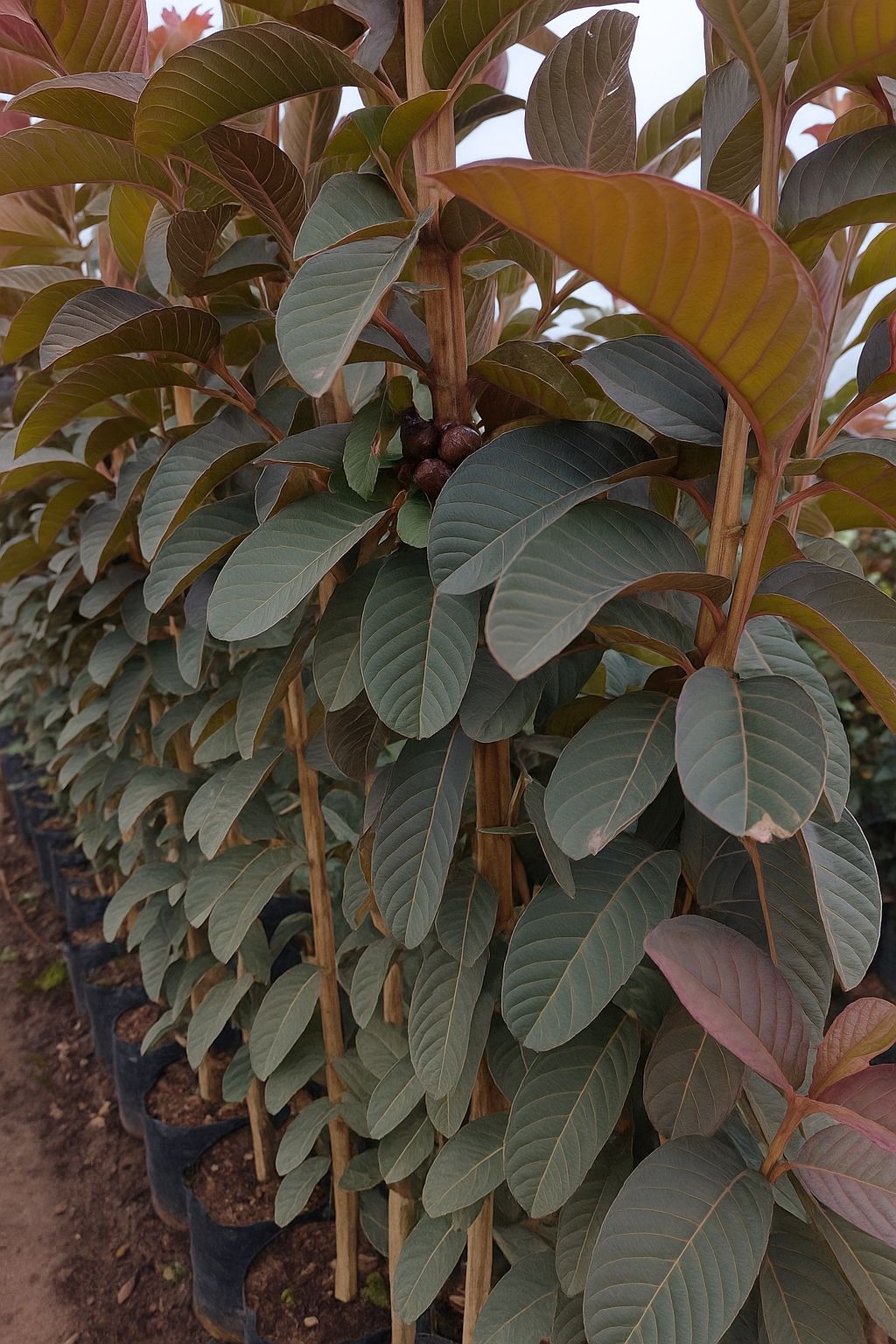 viverdeplantas_roiabaroxa