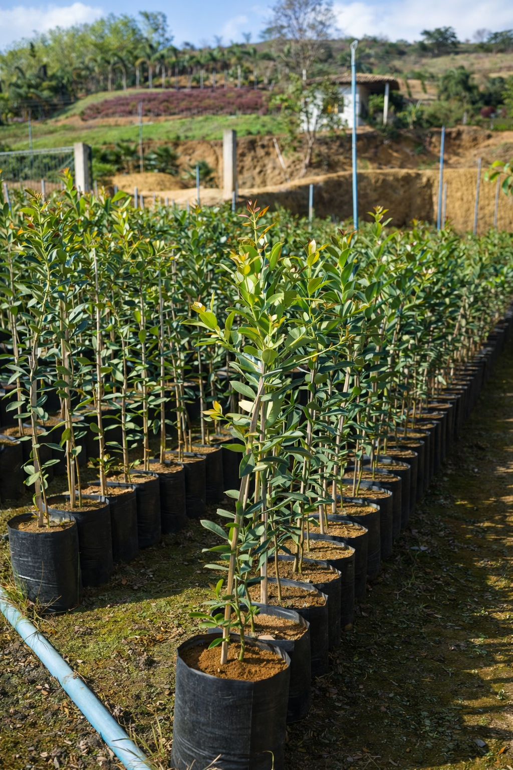 viverdeplantas_sapoti