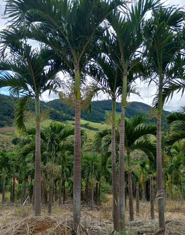 viverdeplantas_veitchia